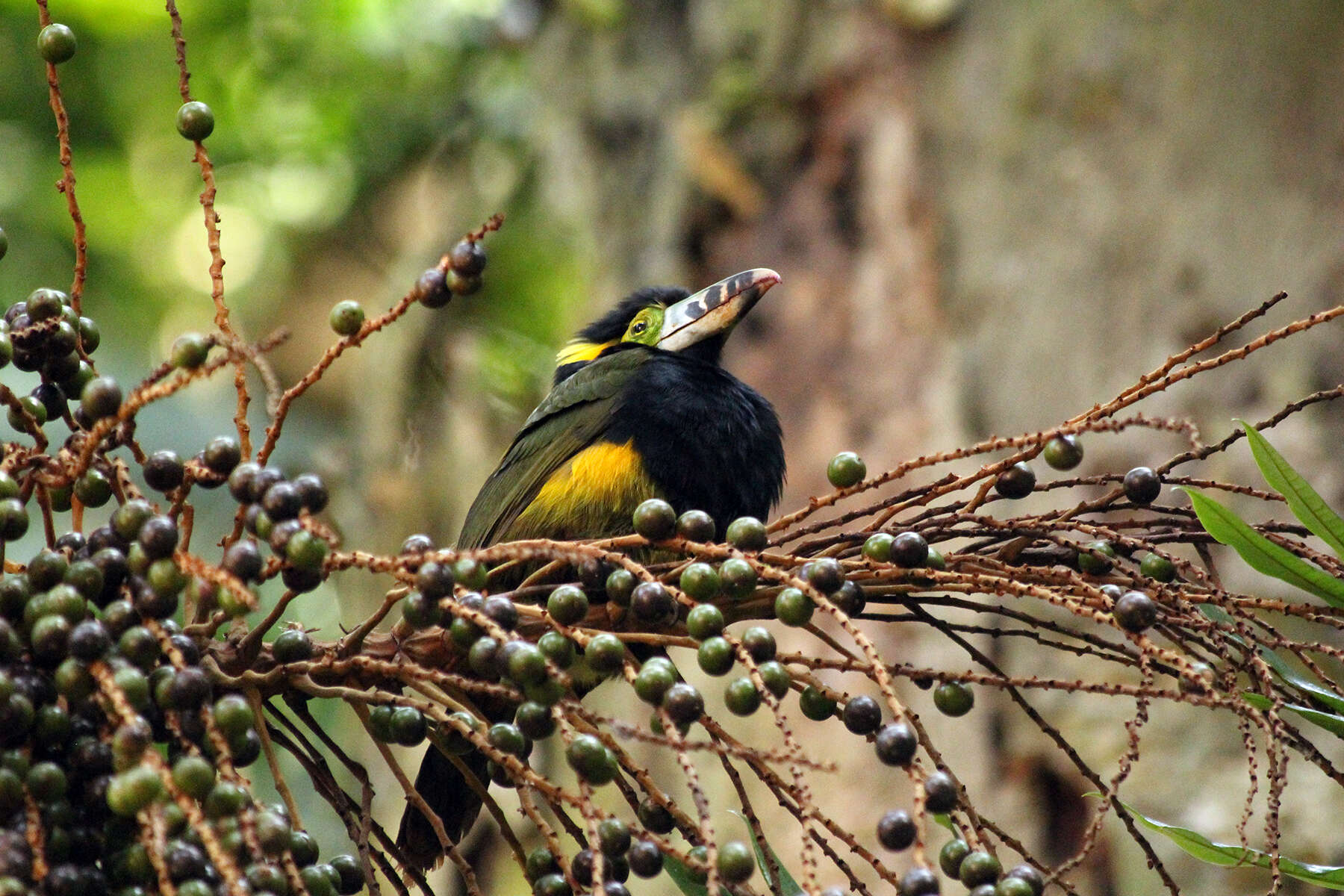 Image of Spot-billed Toucanet