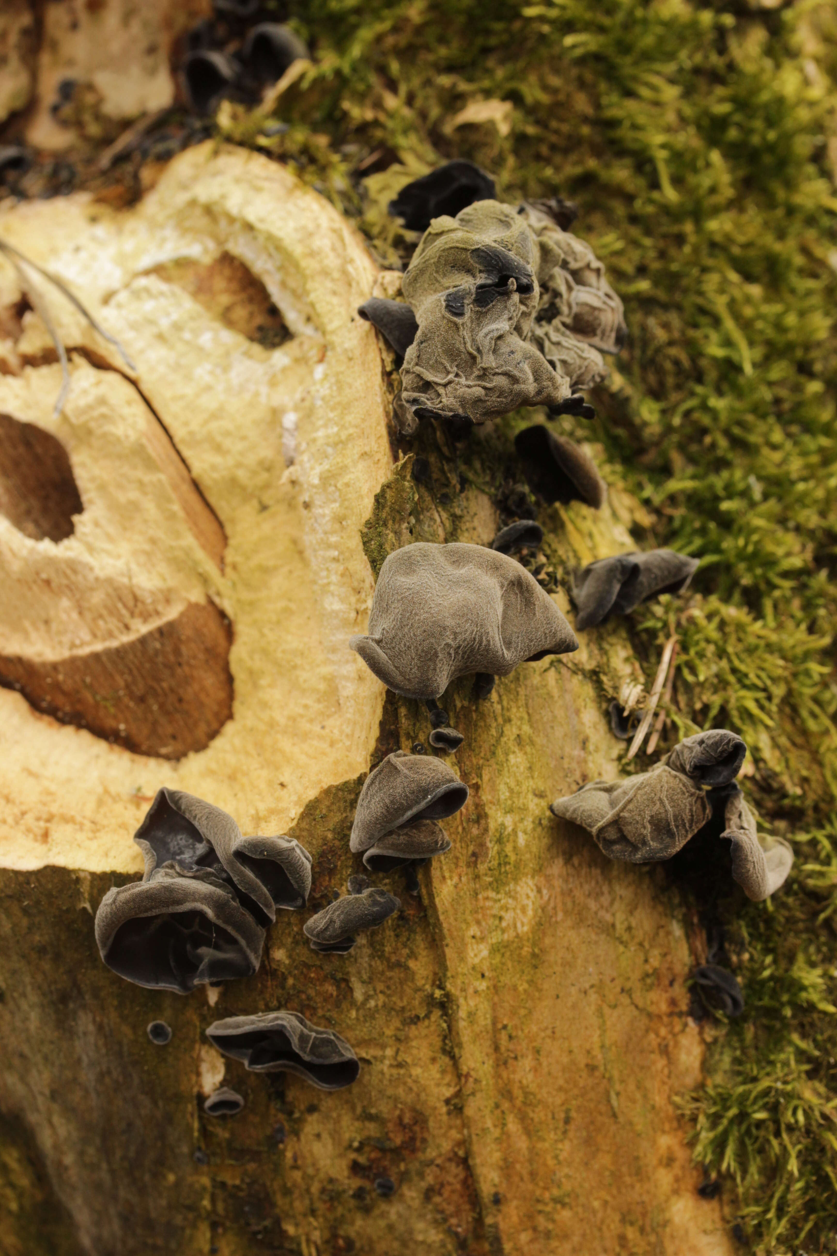 Image of ear fungus