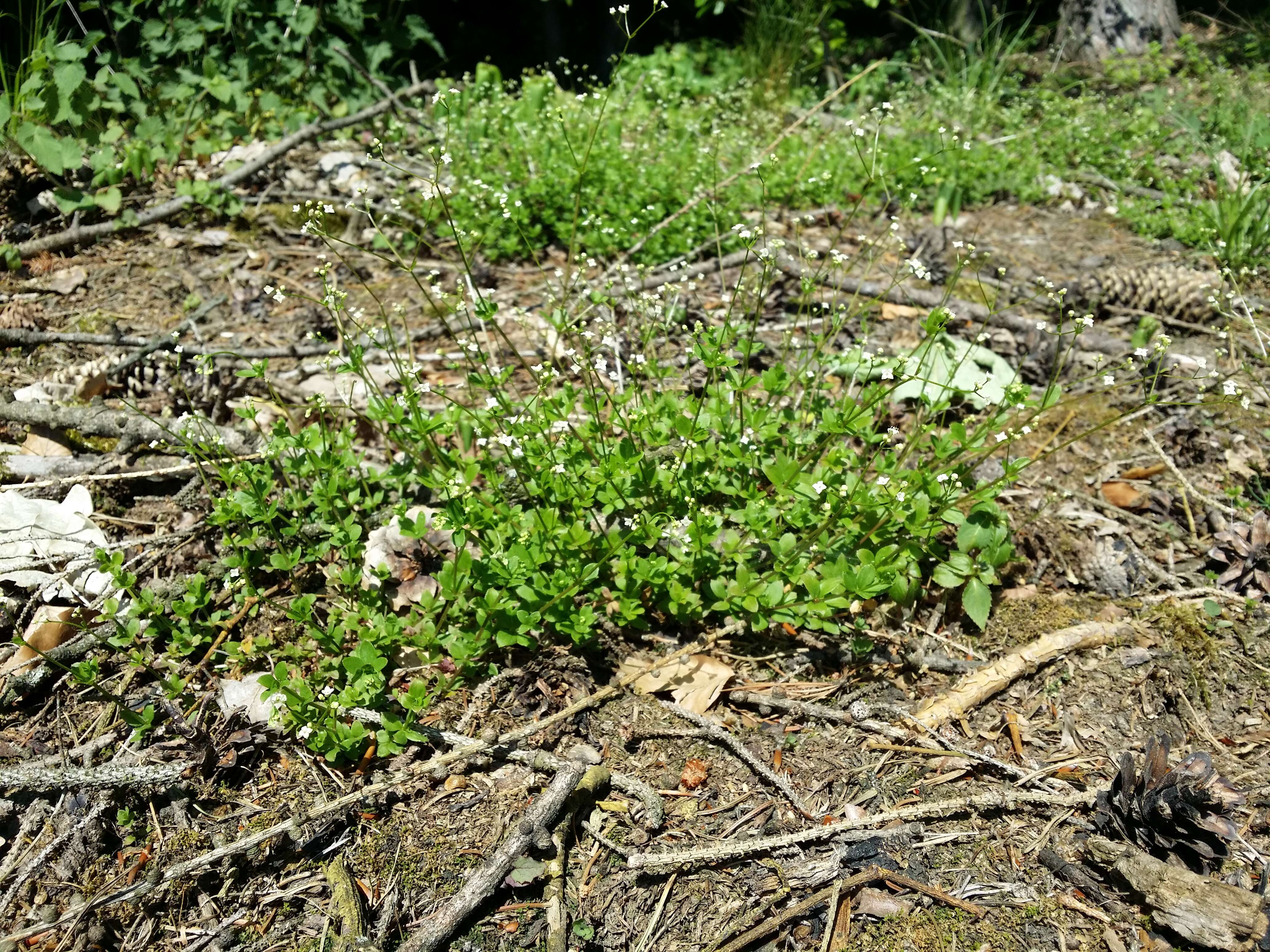 Image of Round-leaved Bedstraw