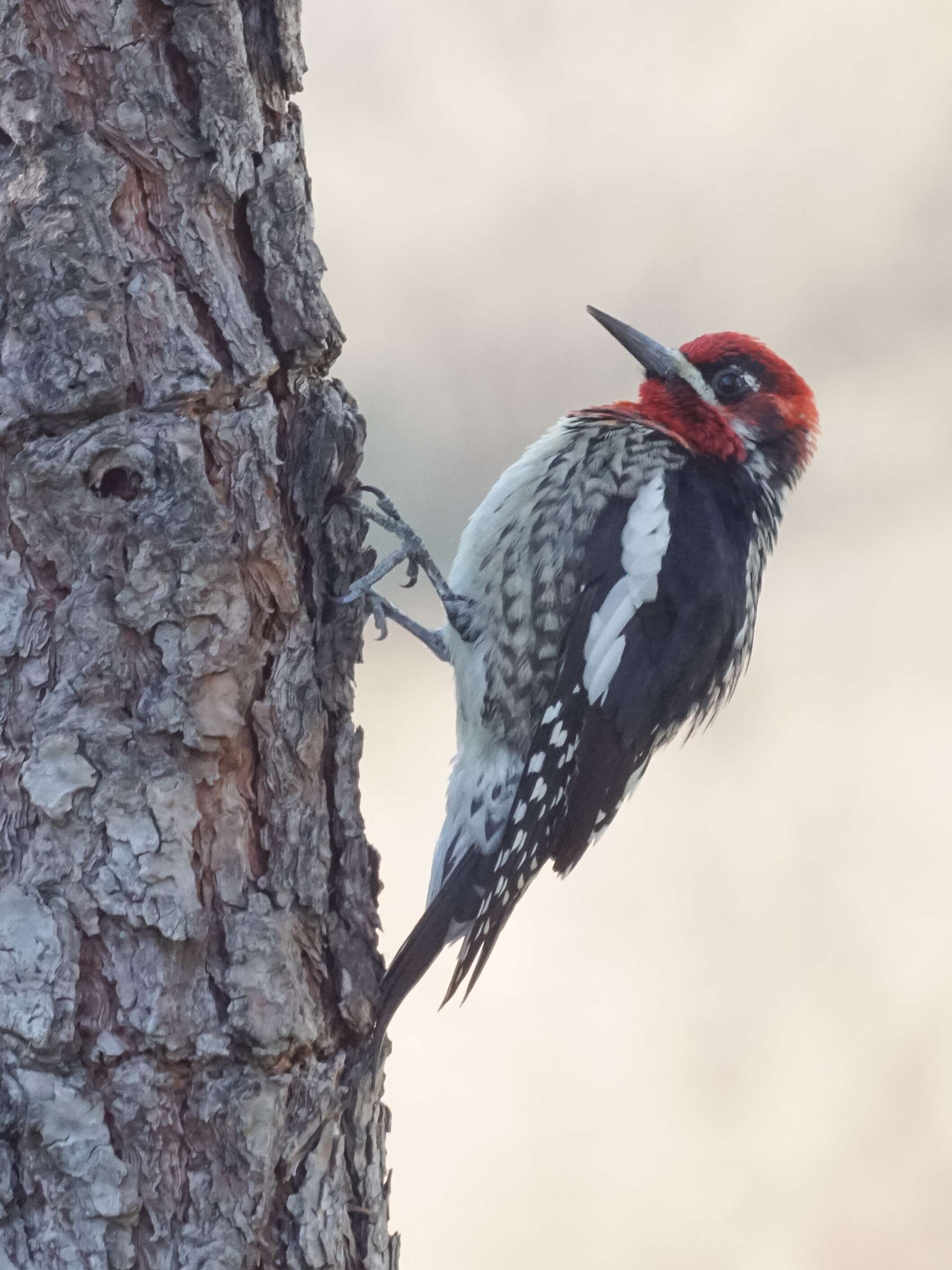 Слика од Sphyrapicus ruber (Gmelin & JF 1788)