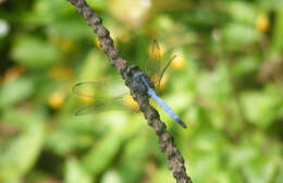 Image of blue marsh hawk