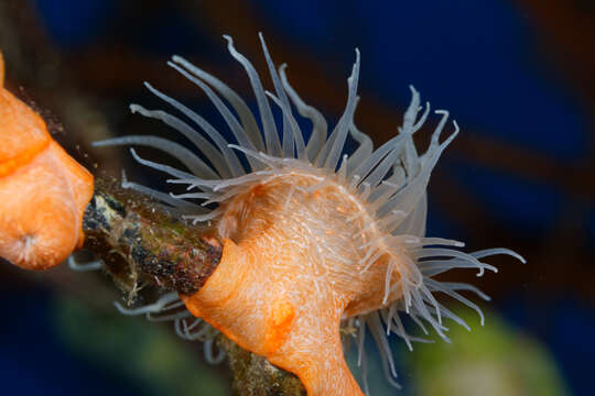 Image of Colonial Anemone