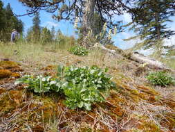 Image of roundleaf alumroot