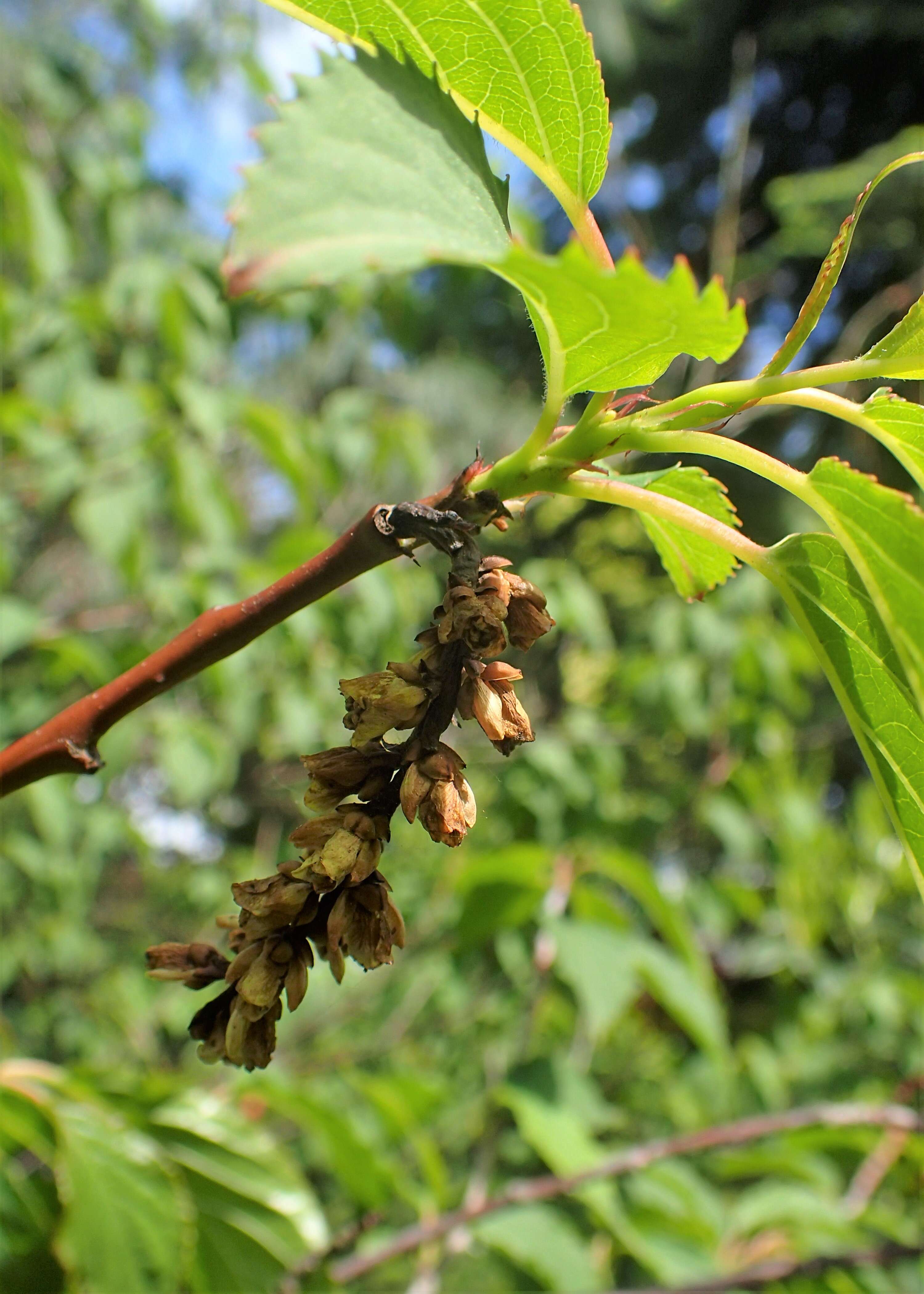 Image of Stachyurus praecox Sieb. & Zucc.