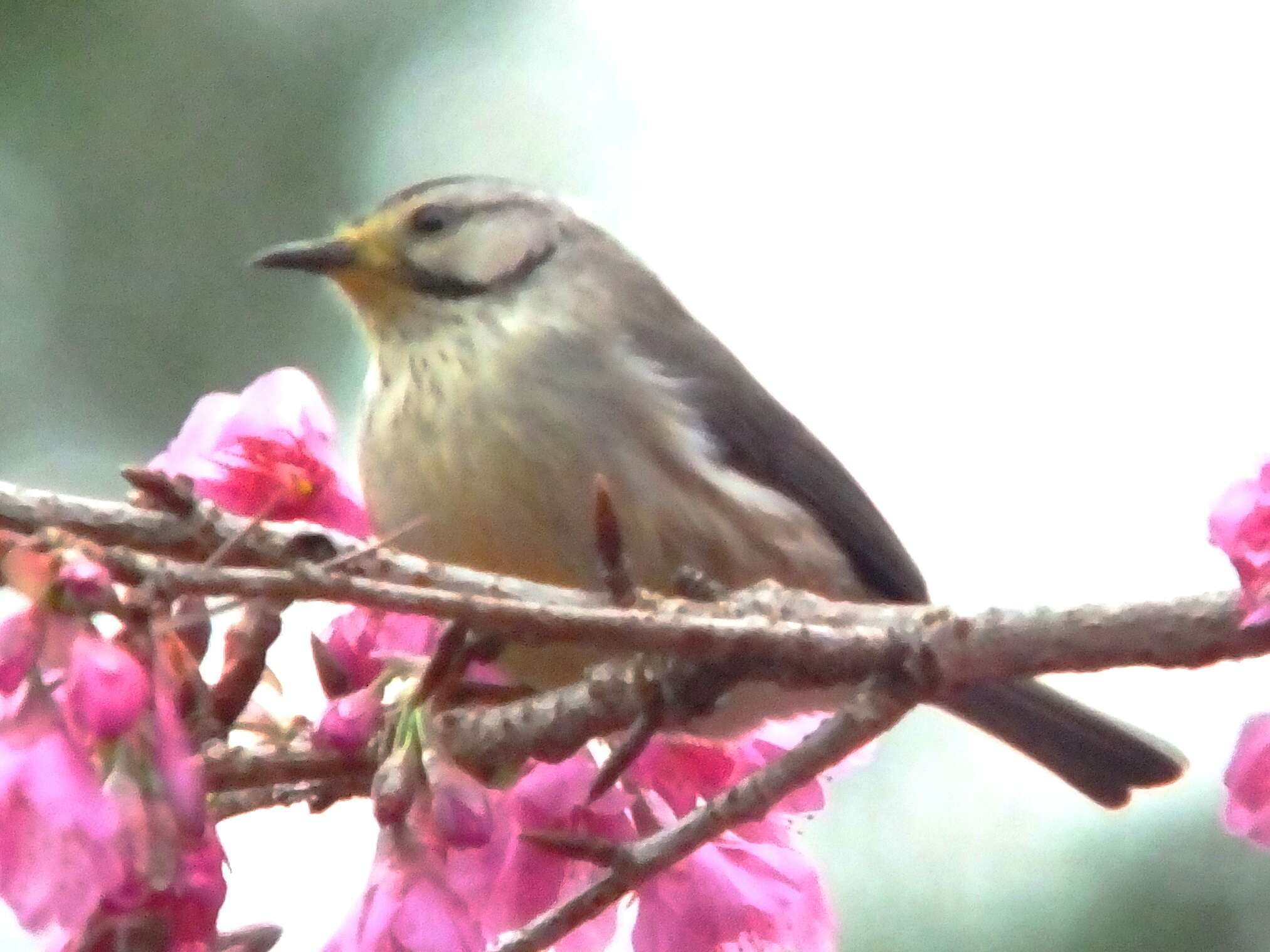 Image of Formosan Yuhina