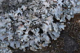 Image of Hammered shield lichen