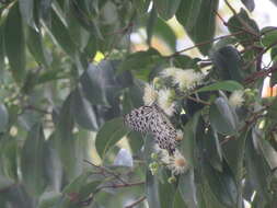 Imagem de Syzygium hemisphericum (Walp.) Alston