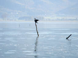 Image of Pygmy Cormorant