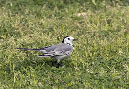 Image of Pied Wagtail and White Wagtail