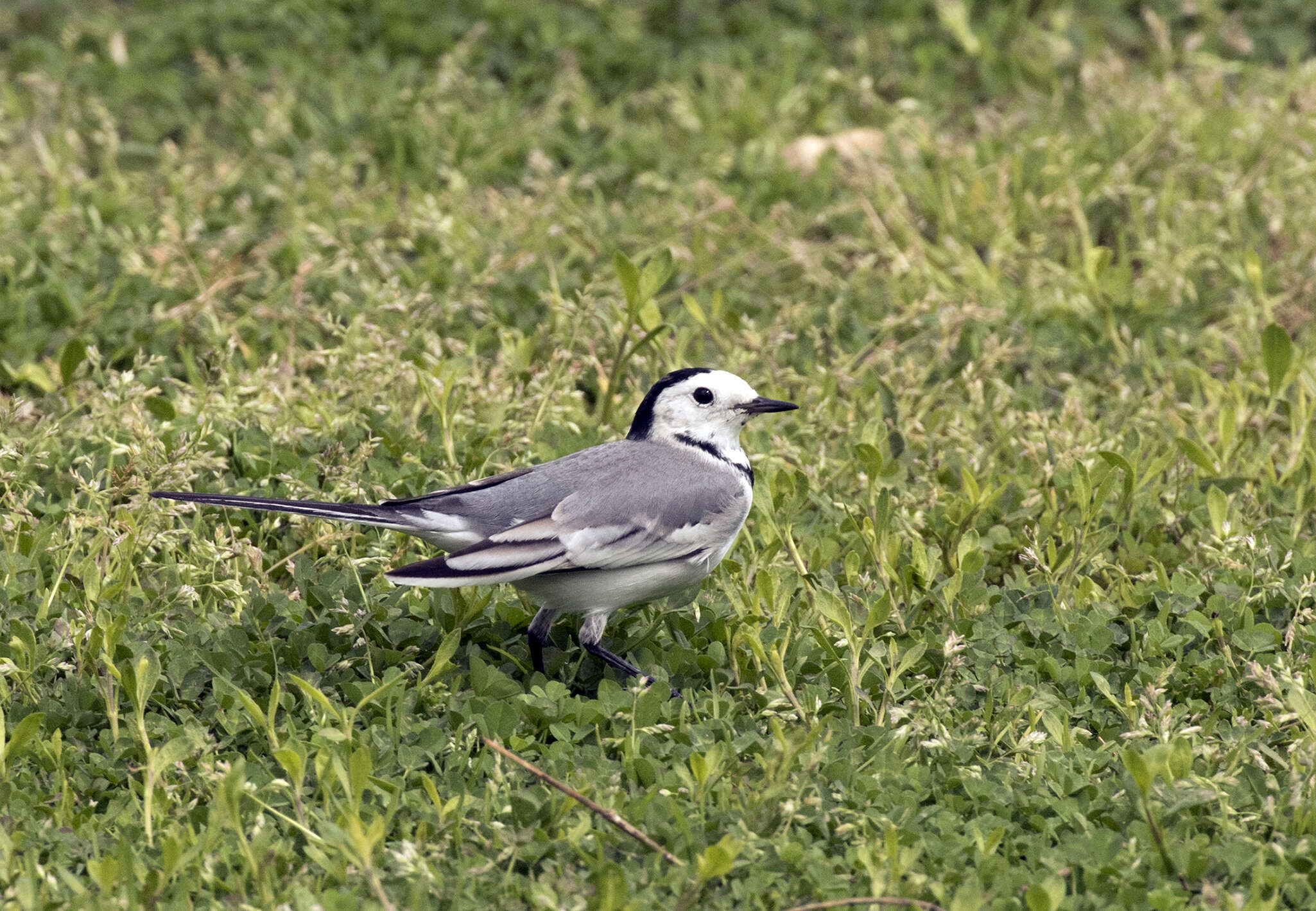 Image of Pied Wagtail and White Wagtail