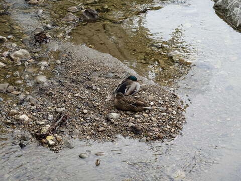 Image of Common Mallard