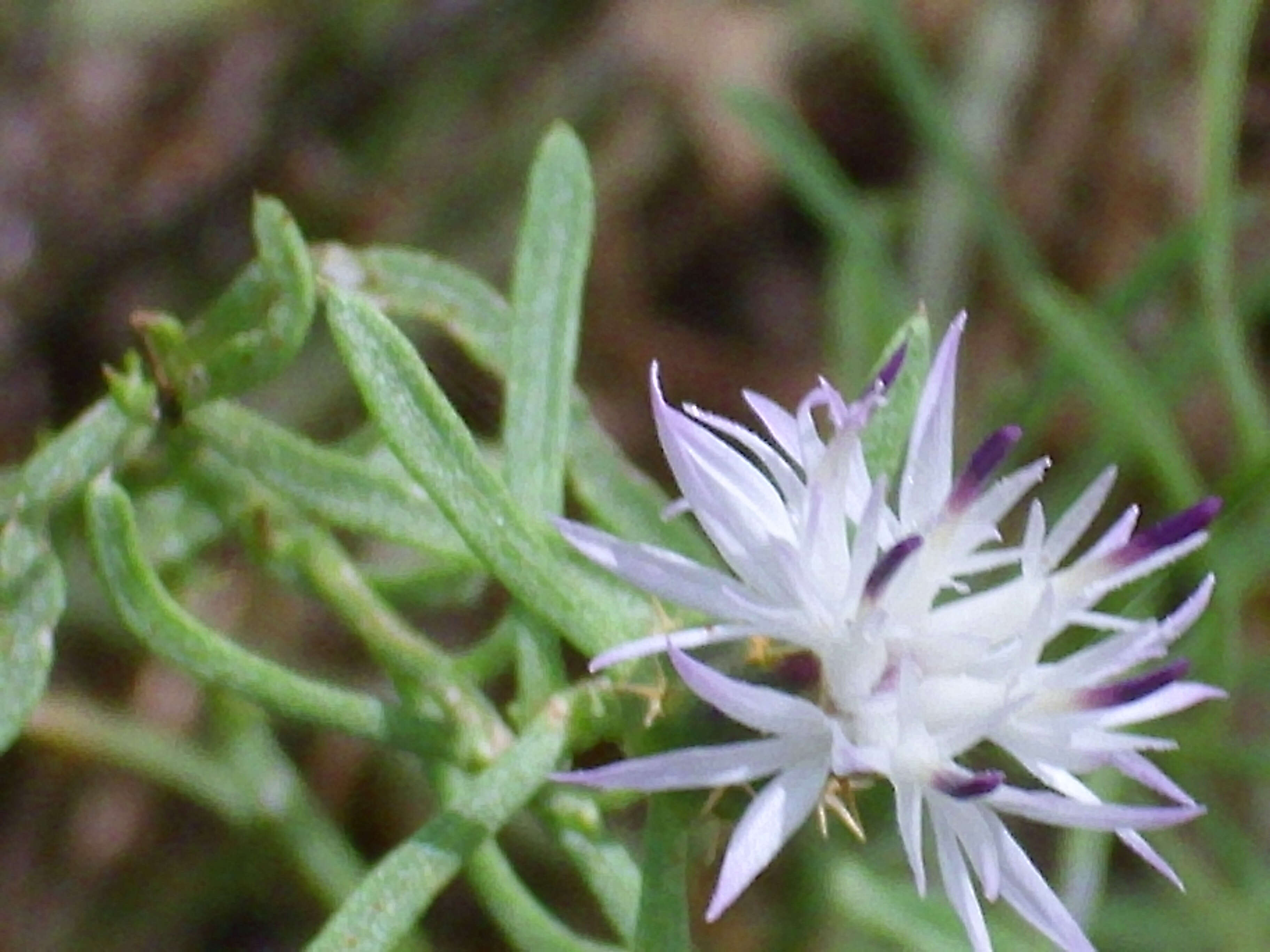 Image of rough star-thistle