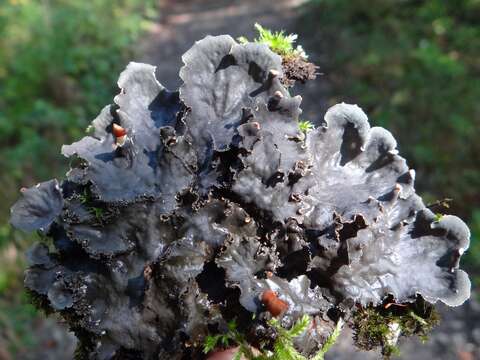 Image of felt lichen