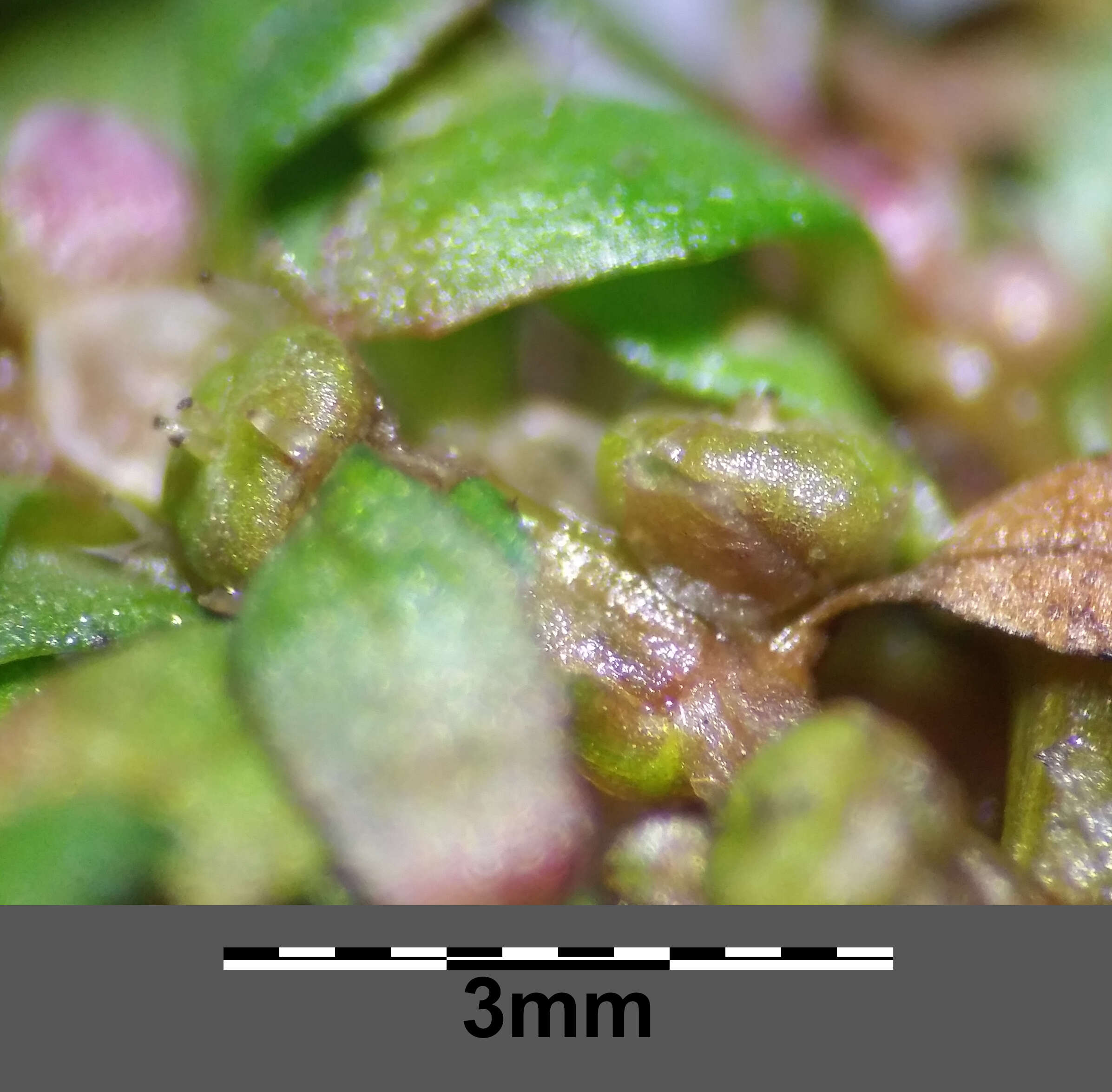 Image of Mudwort