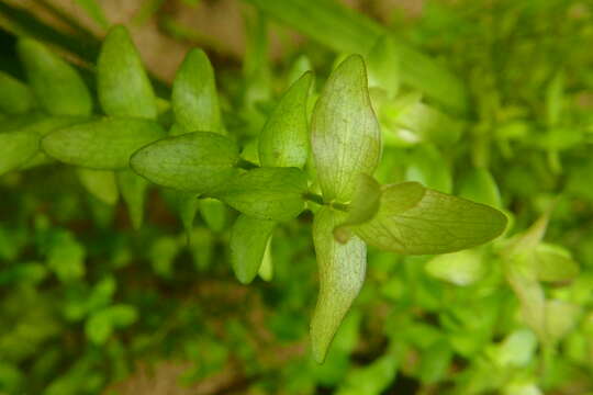 Image of blue waterhyssop