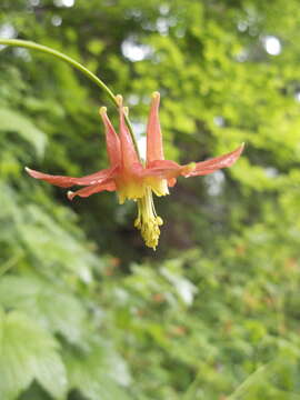 Image of western columbine