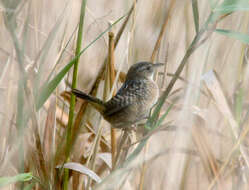 Image of Sedge Wren