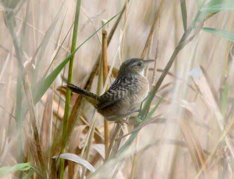 Image of Sedge Wren