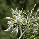 Image of Grevillea anethifolia R. Br.