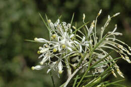 Image of Grevillea anethifolia R. Br.