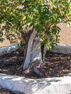 Image of Chinese banyan