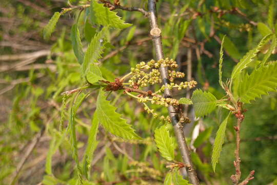 Imagem de Quercus libani G. Olivier