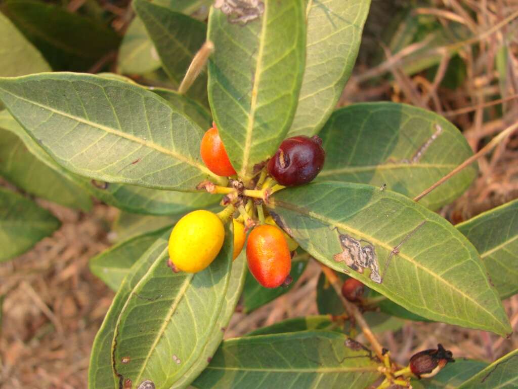 Image of Eugenia calycina Cambess.