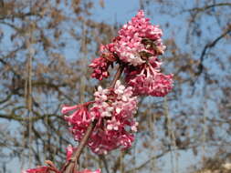 Sivun Viburnum × bodnantense kuva