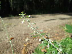 Image of broadleaf enchanter's nightshade