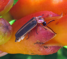 Image of common eastern firefly