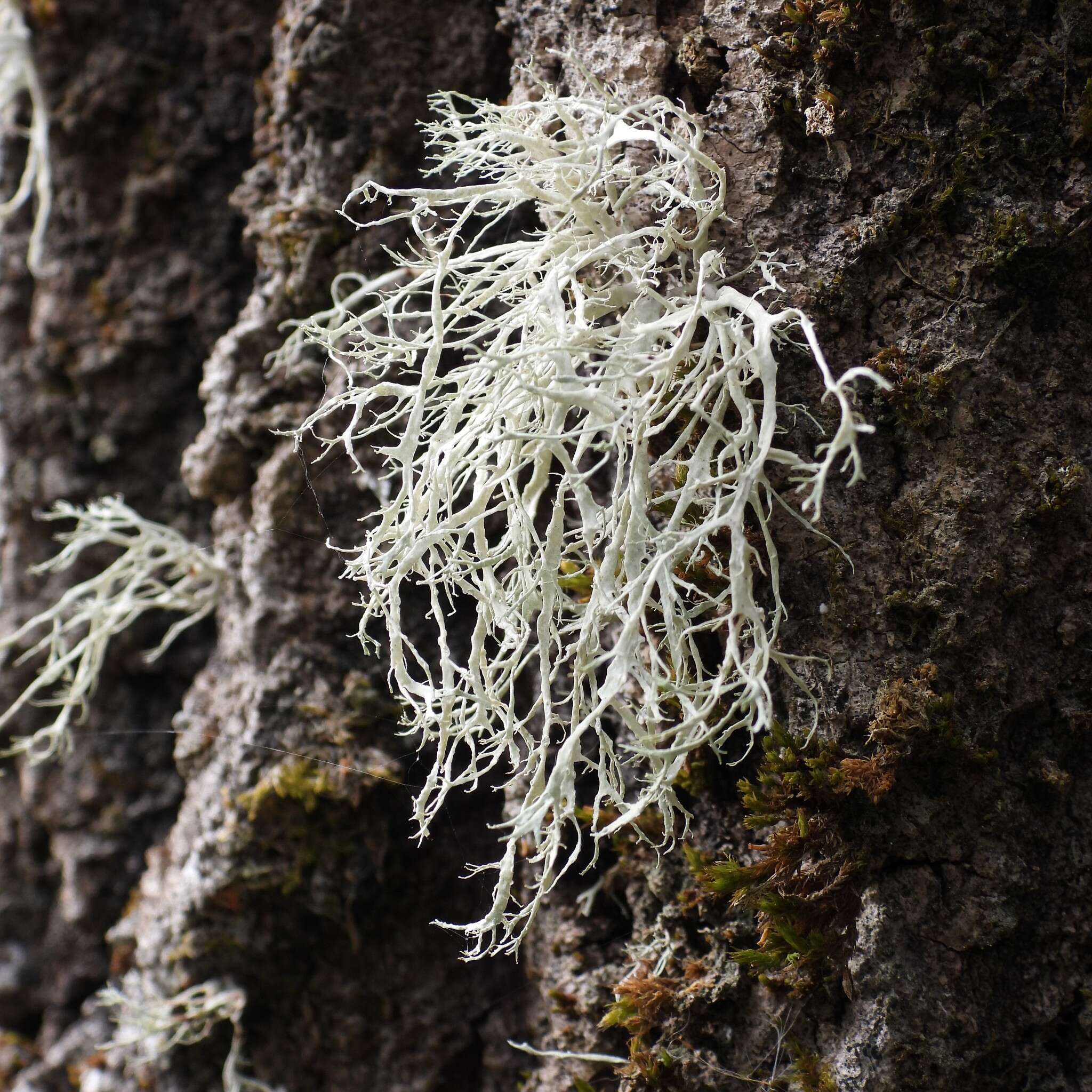 Image of farinose cartilage lichen