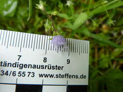 Image of Wood speedwell