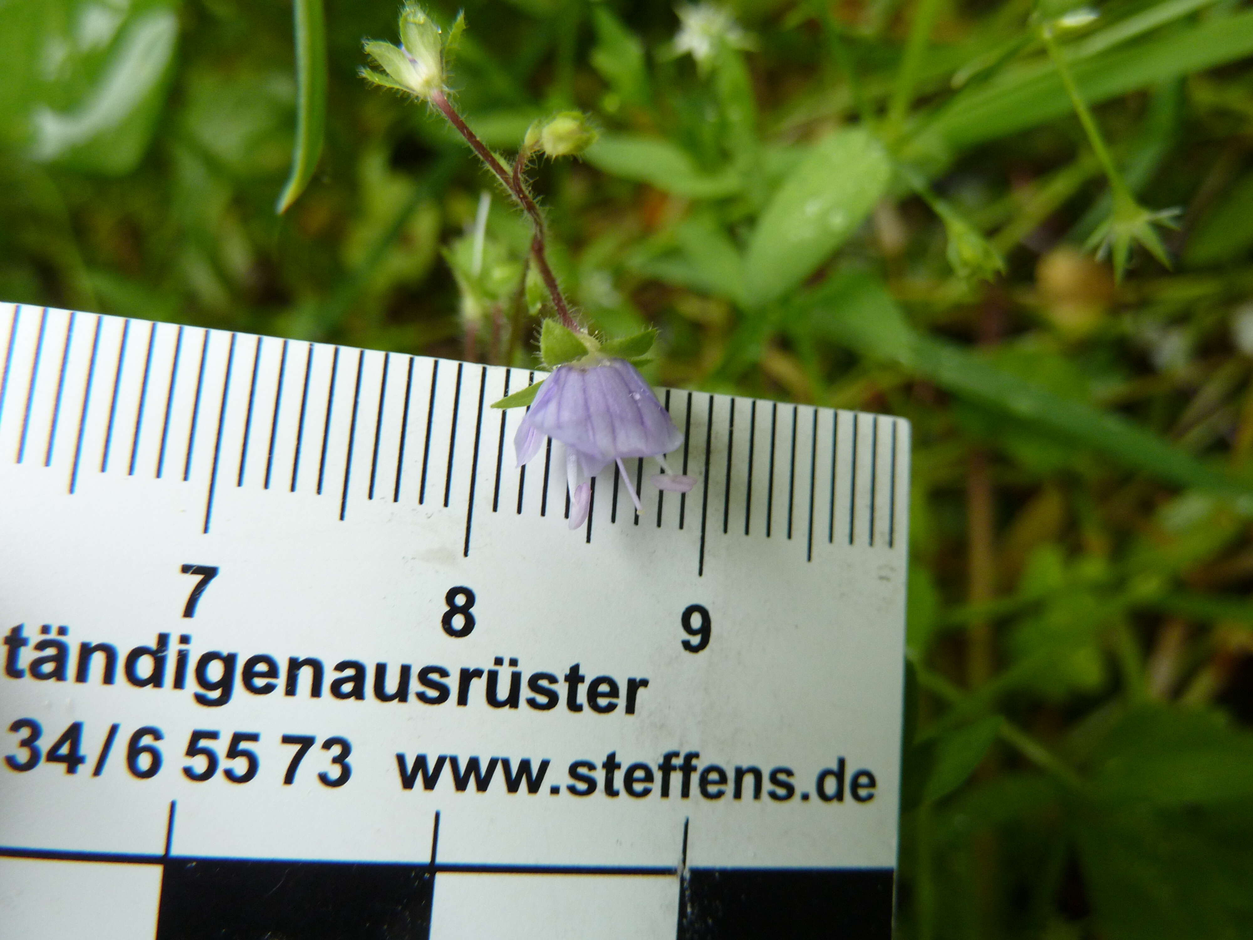 Image of Wood speedwell