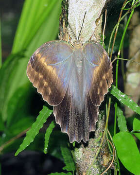 Imagem de Caligo brasiliensis Felder 1862