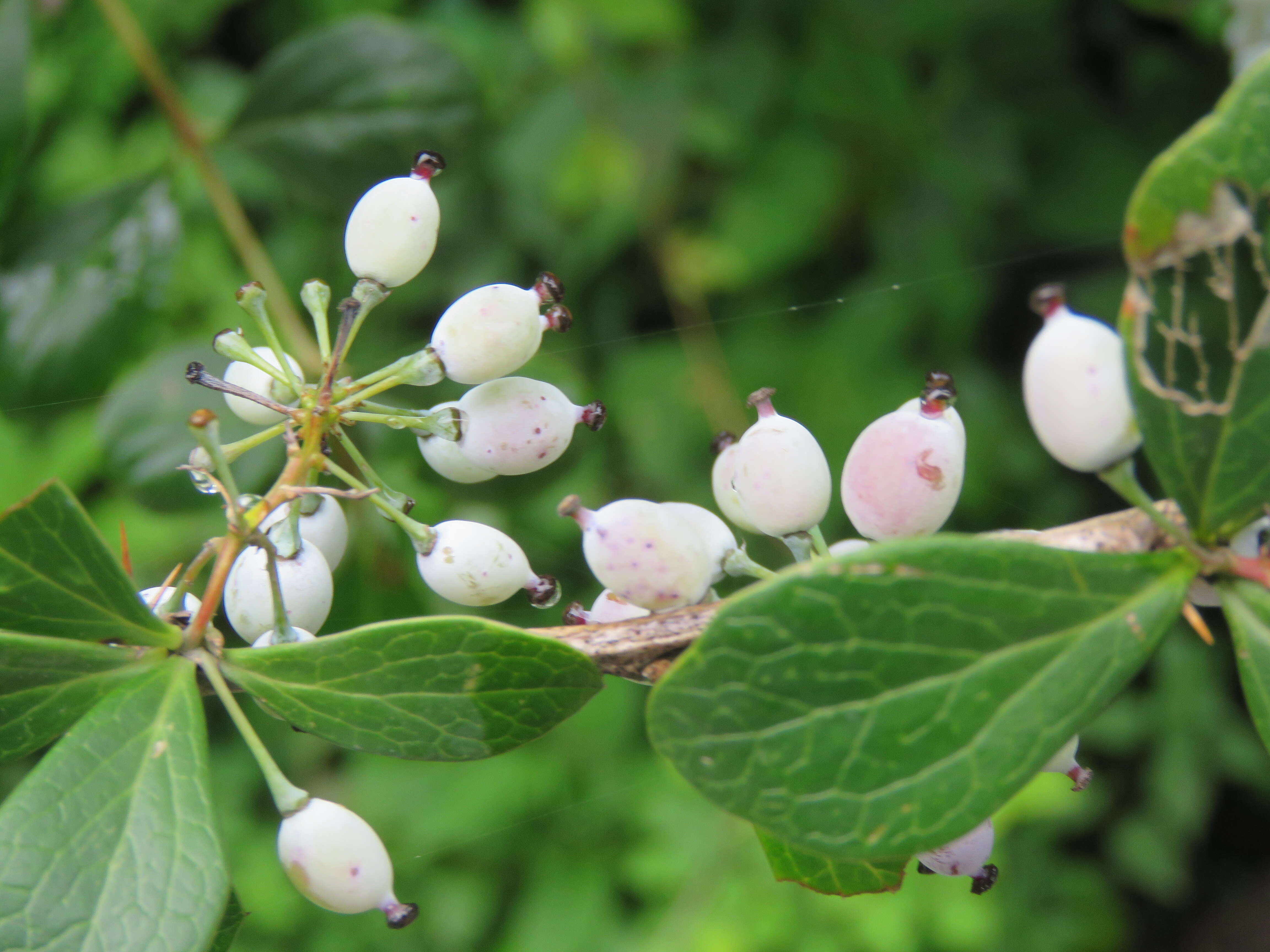 Image of Berberis aristata DC.