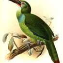 Image of Tepui Toucanet