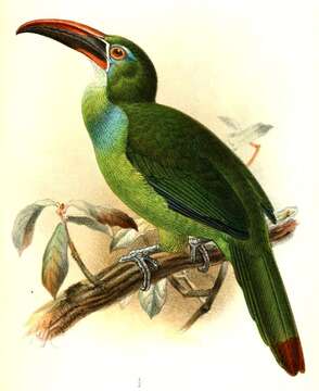 Image of Tepui Toucanet