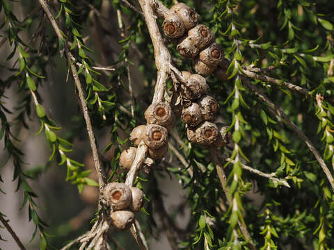 Image of Melaleuca irbyana R. T. Baker