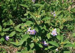 Image de Solanum campylacanthum Hochst. ex A. Rich.