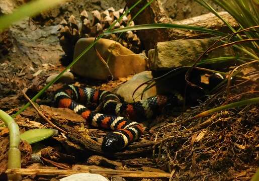 Image of California Mountain Kingsnake