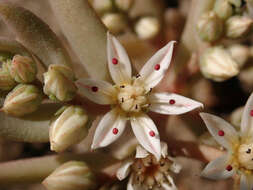 Sedum hispanicum L. resmi