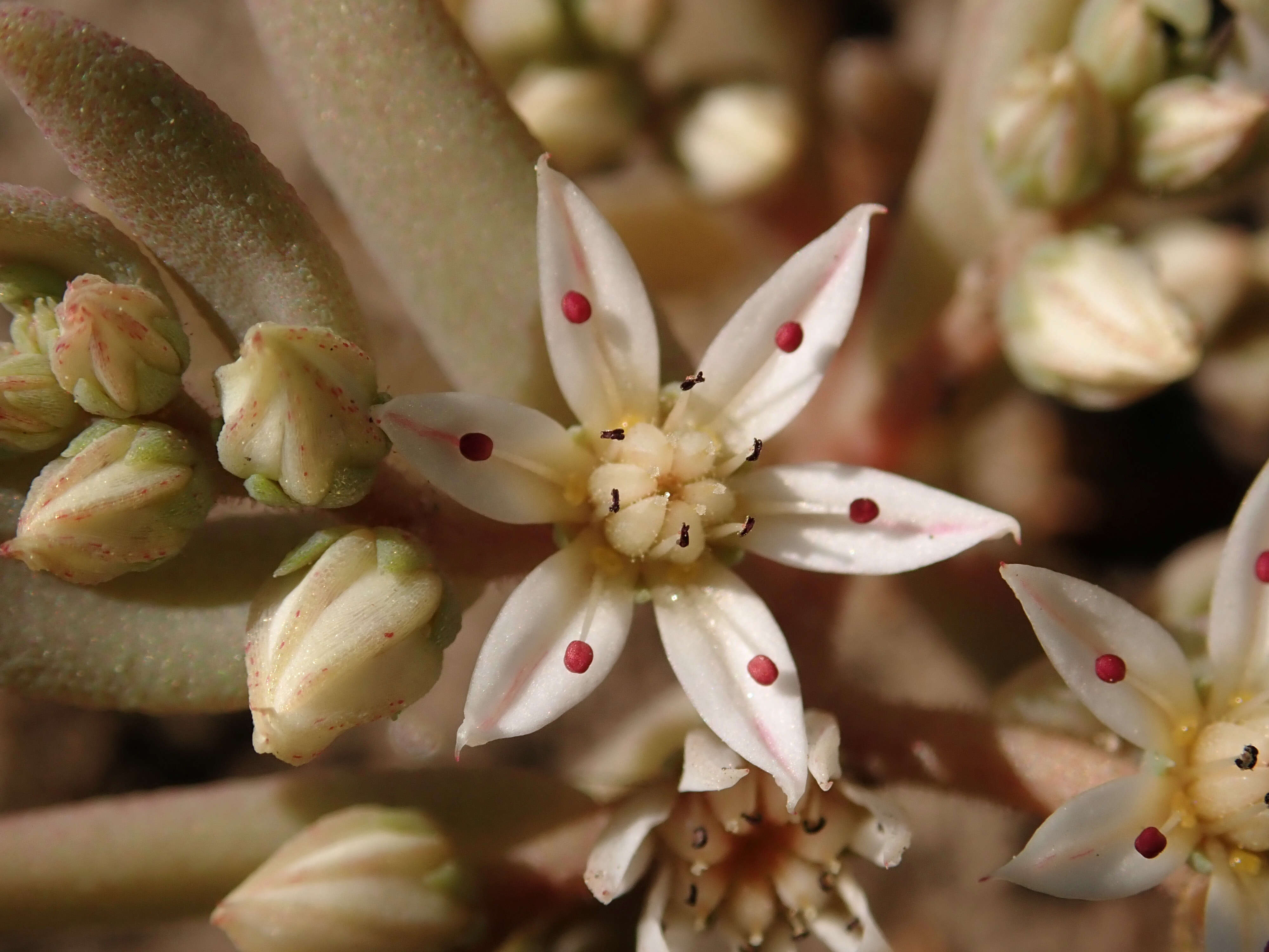 Sedum hispanicum L. resmi