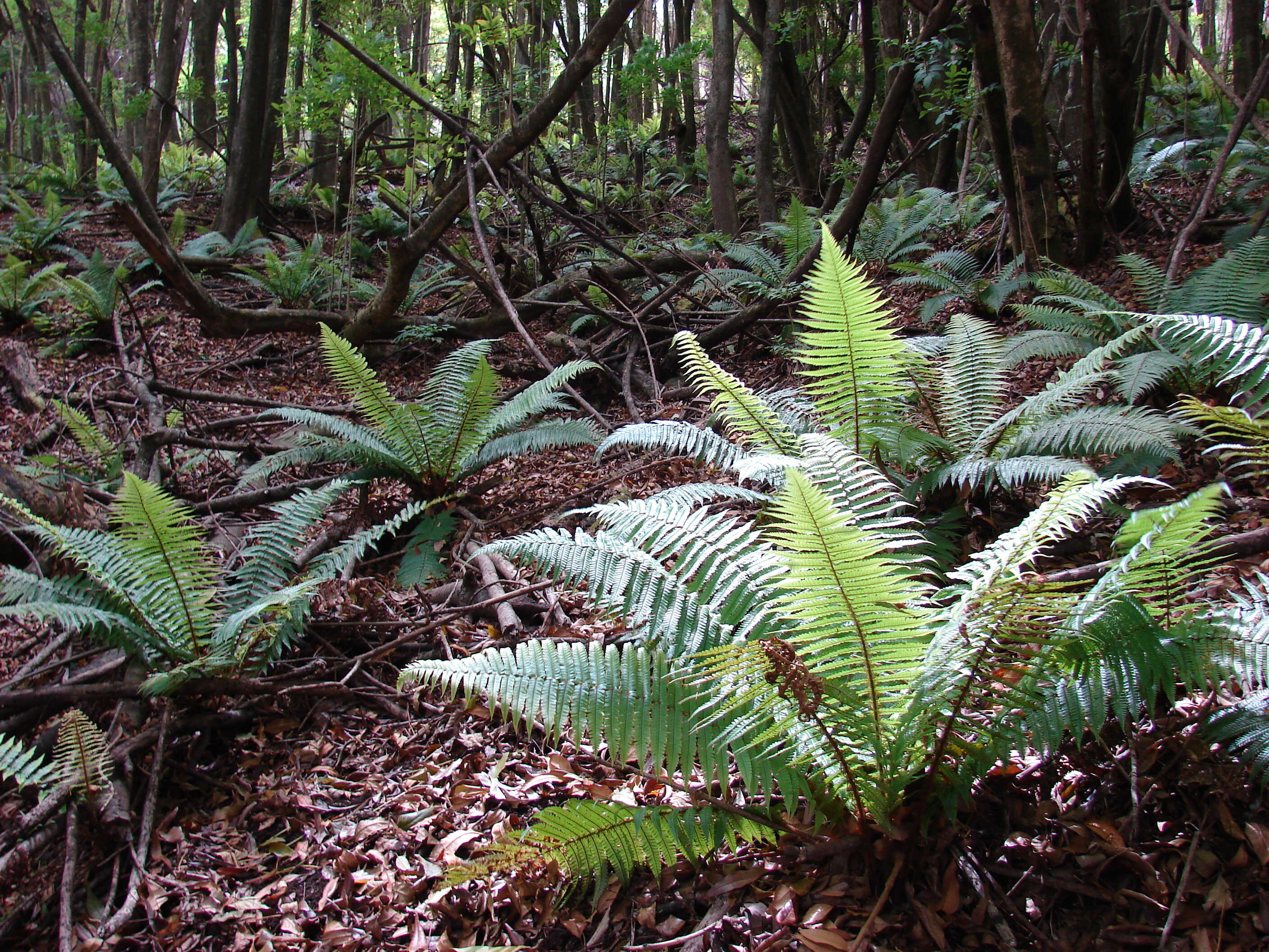 Image of alpine woodfern