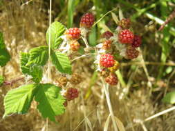 Слика од Rubus ursinus Cham. & Schltdl.