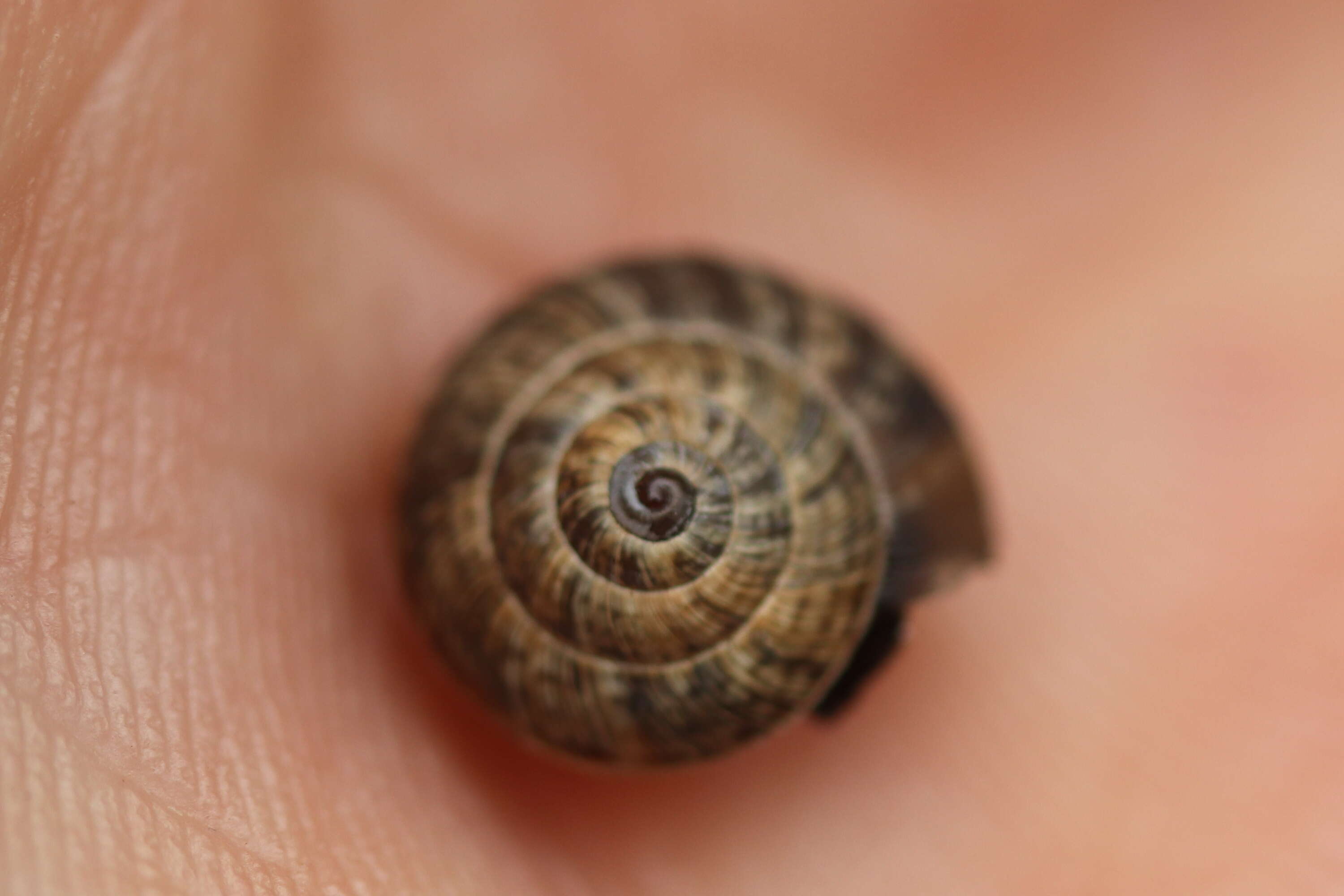 Cernuella cisalpina (Rossmässler 1837) resmi