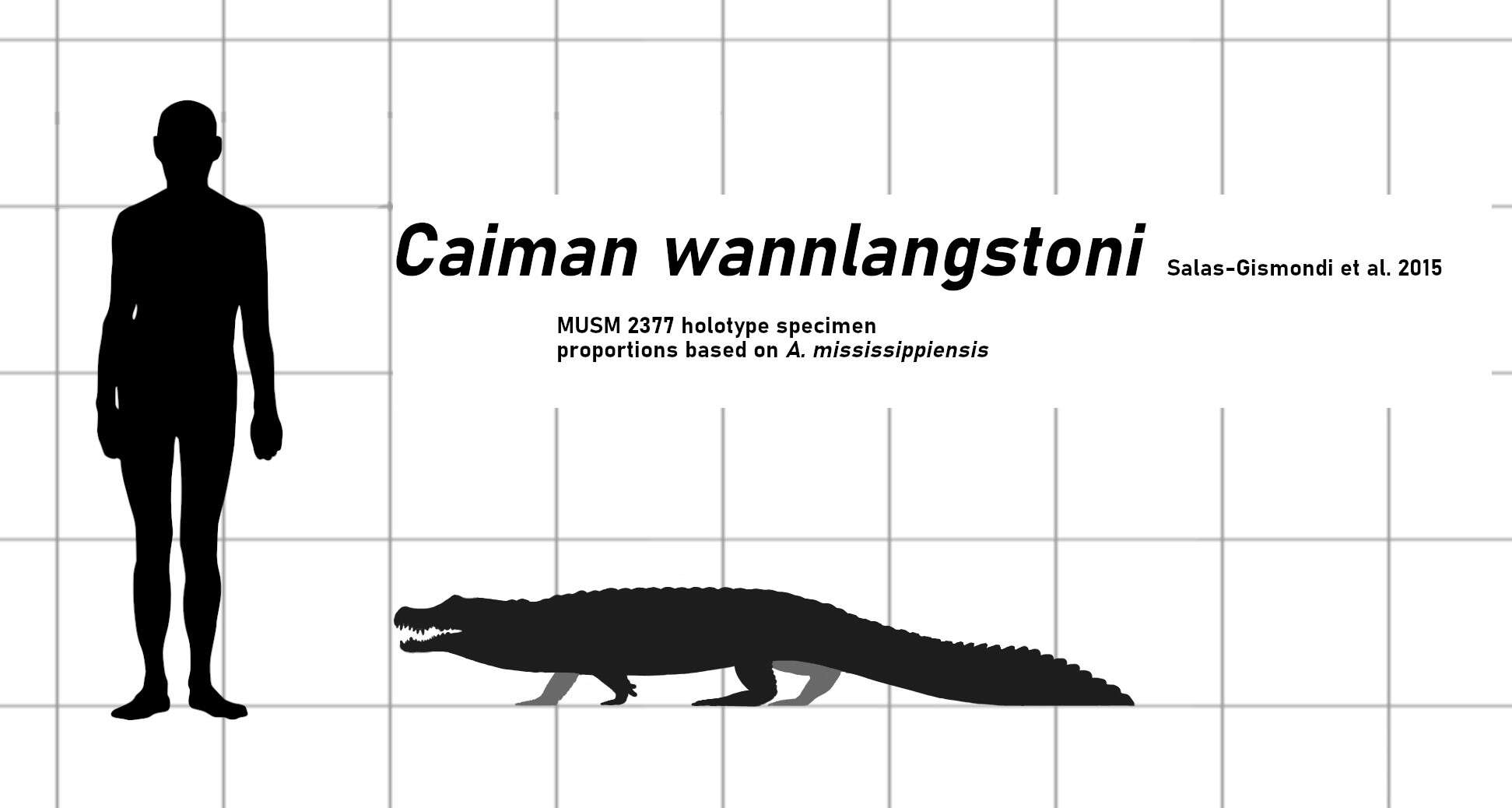 Image of Caimaninae