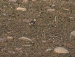 Image of American Pipit