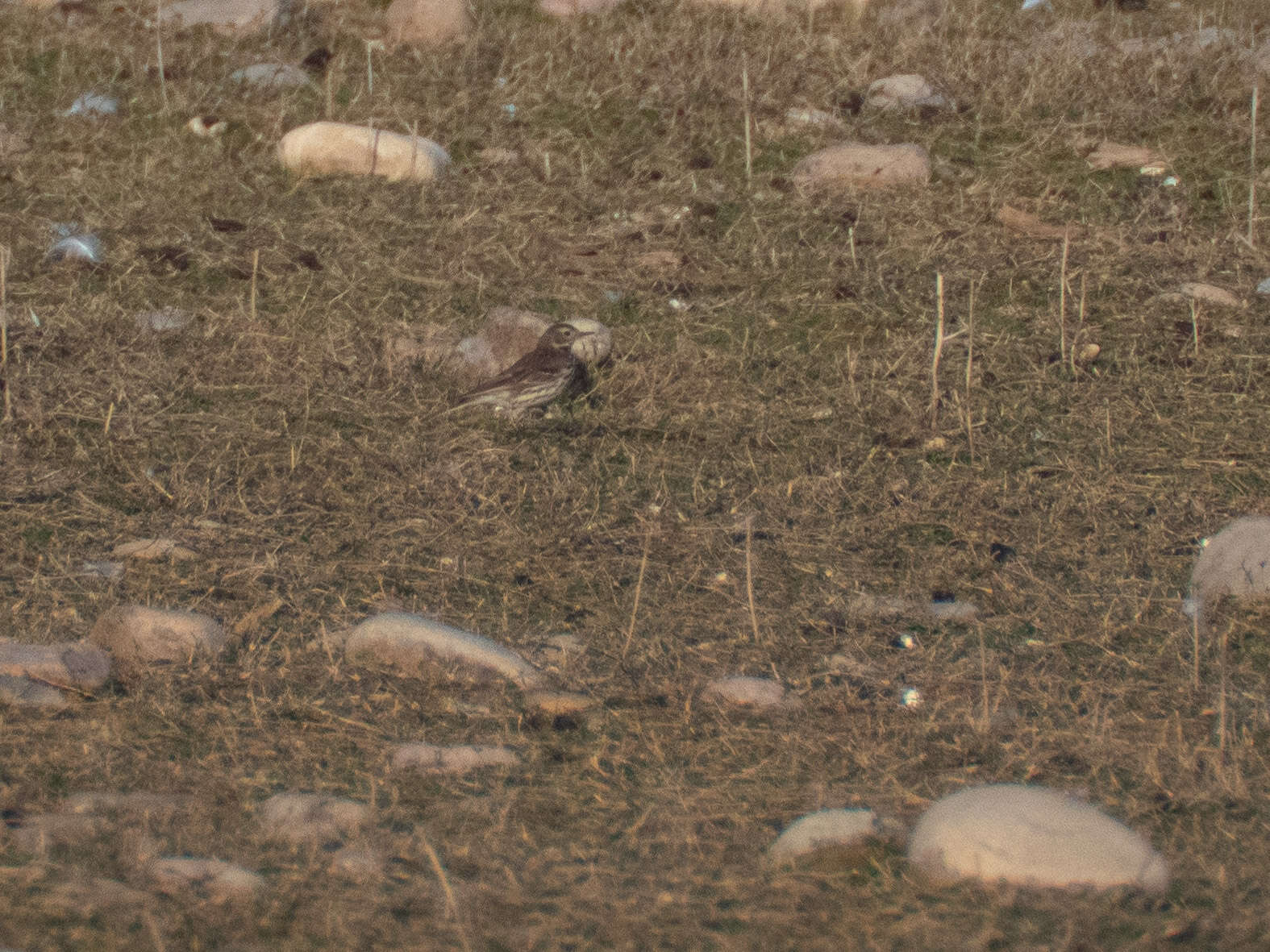 Image of American Pipit