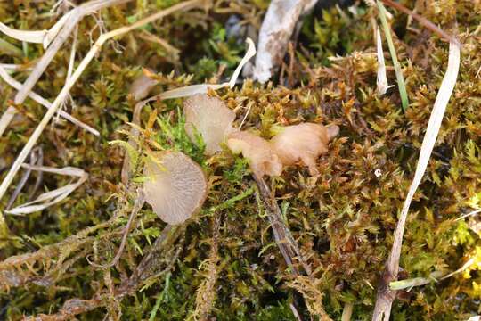 Plancia ëd Arrhenia lobata (Pers.) Kühner & Lamoure ex Redhead 1984