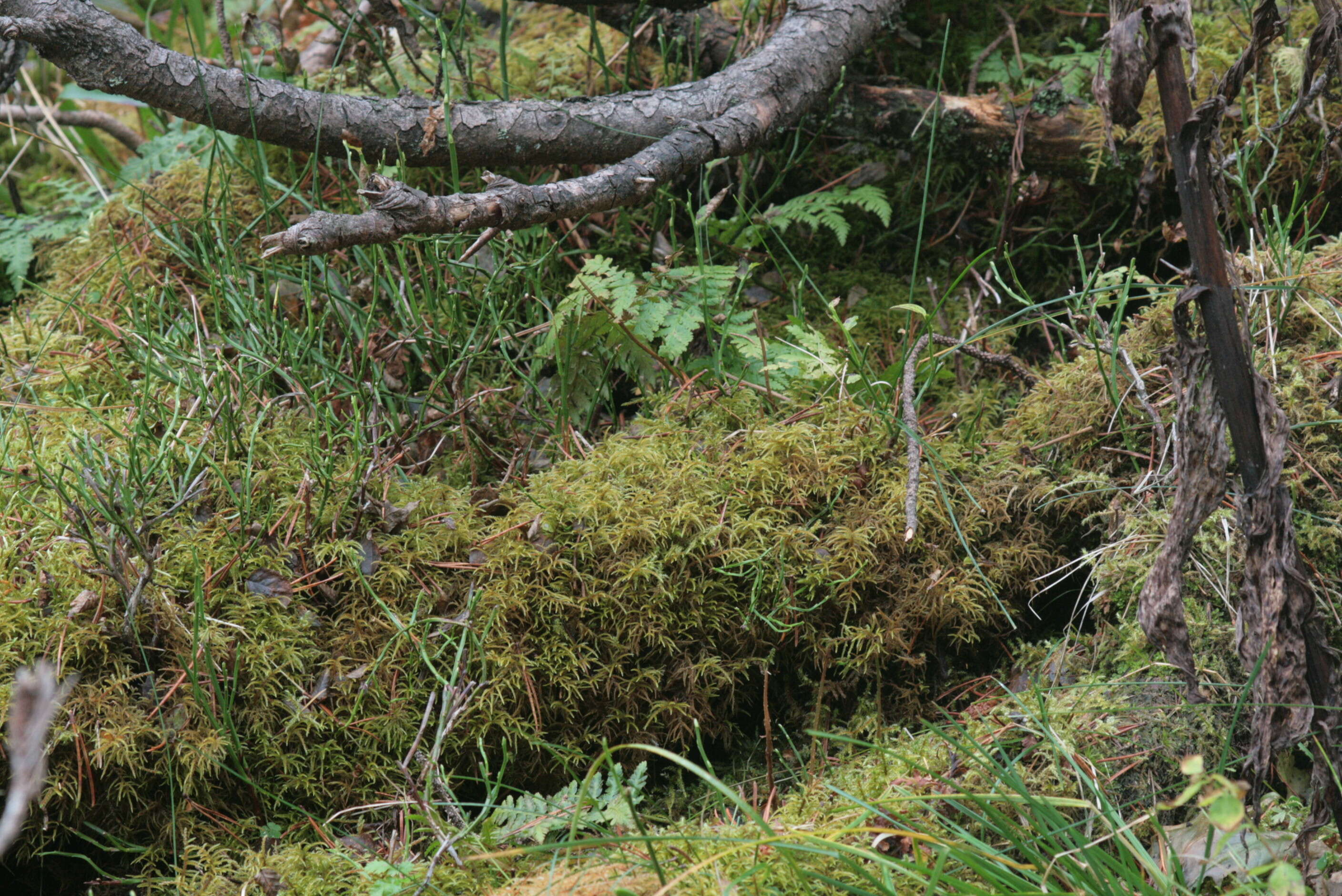 Image of hylocomiastrum moss